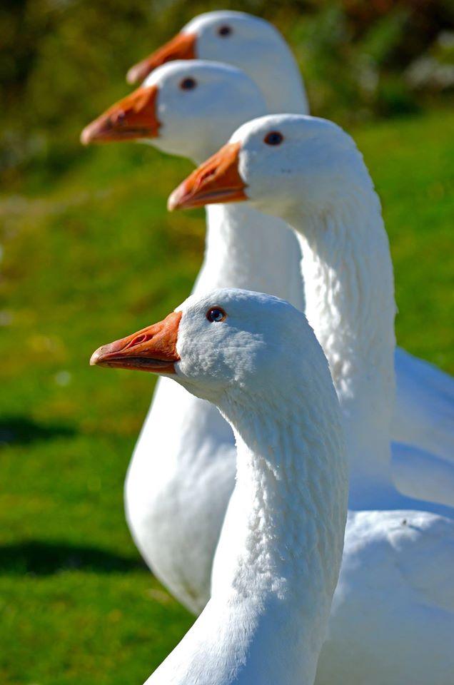 pixum_couk's tweet photo. By Dawn Jones, for the #Pixum #animals #photo #contest! Submit yours and win great #prizes! http://t.co/4DxJIzXzEP http://t.co/cmeQRLipRF