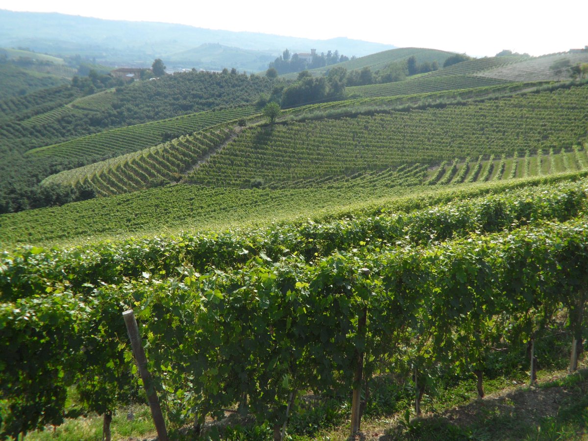 Piemontefoodit's tweet photo. Il primo compleanno #UNESCO delle #colline di #Langhe #Roero e #Monferrato: http://t.co/hPEuyiIbV8 http://t.co/5LTyrsaAuS