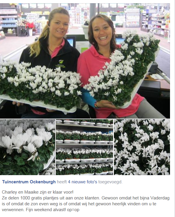Marcthings's tweet photo. mooie #superserie #cyclamen voor #Vaderdag bij @tcockenburgh van @Schoneveld_NL http://t.co/ws6hRISFAd