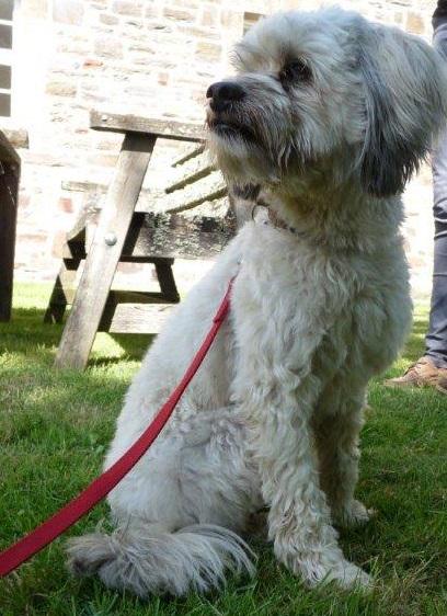 Let us know if you're in the #Dulverton area and have lost this little chap. Head to our National Park Centre #Exmoor