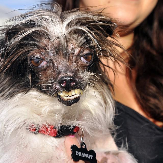 TorontoStar's tweet photo. Today's Ugliest Dog Day! Think of last year's World's Ugliest Dog winner Peanut, whose wil… http://t.co/szVQxJ0WKh http://t.co/Rwx0AKW0Kt