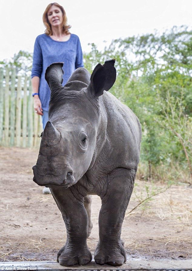 EleRhinoMarch's tweet photo. Saving #Ithuba: Baby #rhino PTSD treated: Saw mom shot dead by poachers! @THULATHULA1 #GMFER
http://t.co/E1Byl6Ji9w http://t.co/iVVwx4Kilx