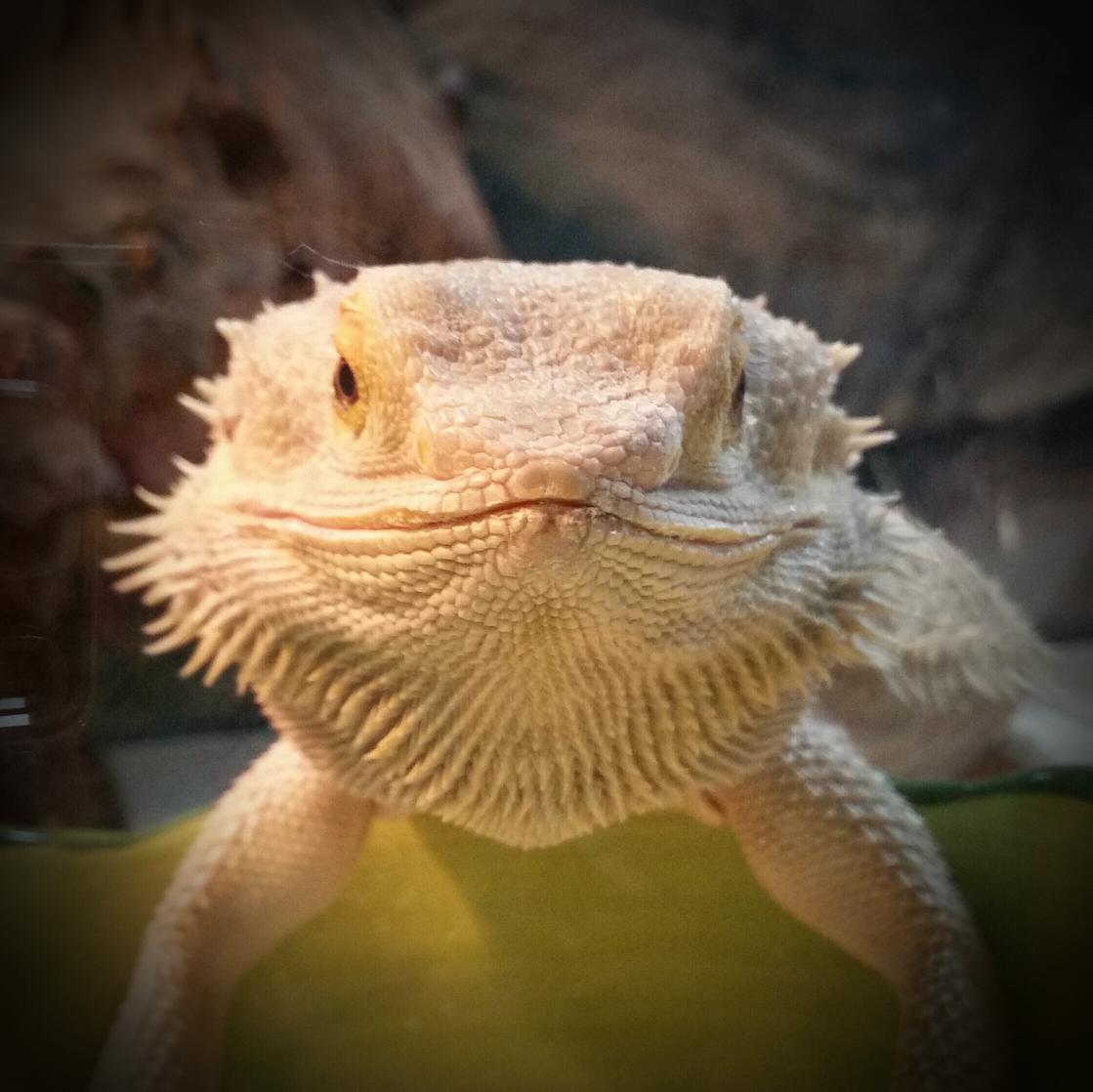 LokiBanoki's tweet photo. I'm adorable! :D 

#beardeddragon #beardies #Lizard #Reptiles #herps http://t.co/tXMoBLSHnE