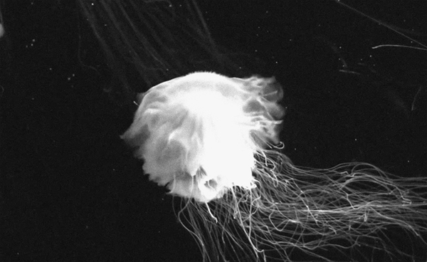 TriptoDesign's tweet image. Laka Competition 2015: Architecture that Reacts
goo.gl/6n7BfU