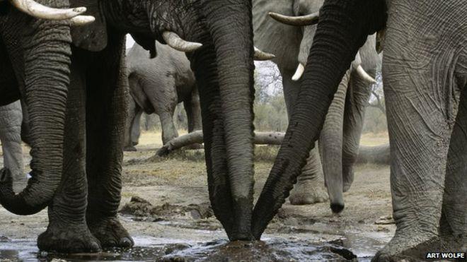 EarthLeagueInt's tweet image. Dr. Sam Wasser from the University of Washington, and the vital findings from his work:

bbc.com/news/science-e…