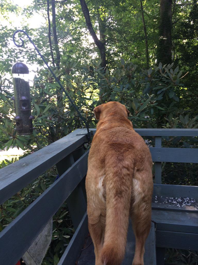 Protecting the bird feeder from evil! <a href="/MangoTDog/">Mango the Dog</a>