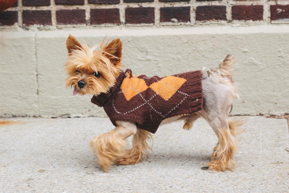 dancersofny's tweet photo. "I went in for Marley and Me and got cut. I am going in for Bruiser in Legally Blonde tomorrow." from shoot yesterday http://t.co/K71BP1QyPl