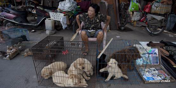 WSJ's tweet image. Chinese officials hounded by activists as dog-eating festival nears on.wsj.com/1J7AXDL