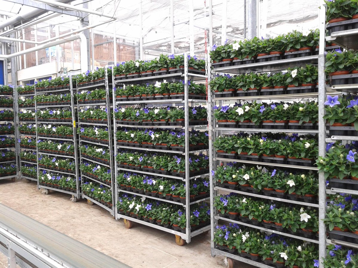 Leuke order Platycodon voor <a href="/praxis/">Praxis Bouwmarkt</a> via exporteur @royal Lemkes.