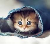 StPetePetLovers's tweet image. Check out these tips for welcoming home your new kitten. goo.gl/8iv4zE
#kitten #adoptacat #kittentips