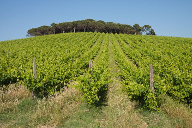 CantineAliani's tweet photo. W come #Wine e #Weekend! Venite a trovarci: wine tasting e visite guidate vi aspettano -> http://t.co/0xph2umJXb http://t.co/ktKtsS6RgT