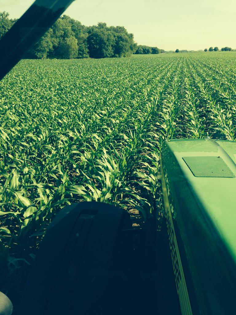 Sodbusterk's tweet image. Not bad for dryland!! #riverbottom