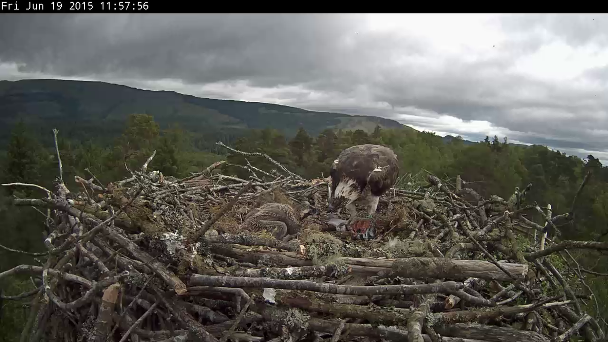 Katrine and Drunkie's chick is 3 weeks old today!