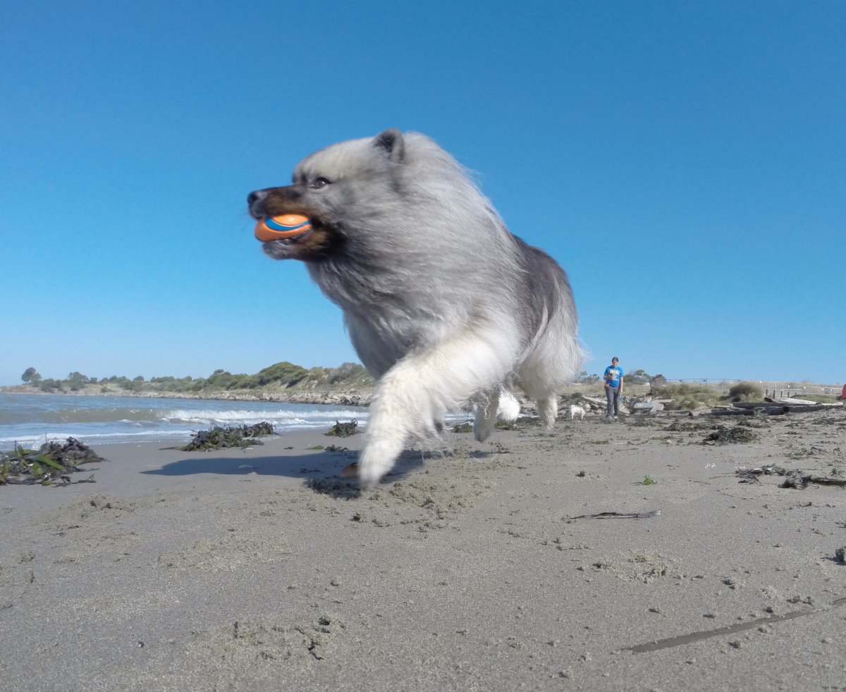 GoProCharlie1's tweet photo. @coconut_cam #coconutcam #keeshond #bayarea #bayareadogs #bayareadogvideos #goprodogs #quirkeley http://t.co/ZhOlVgmkPY