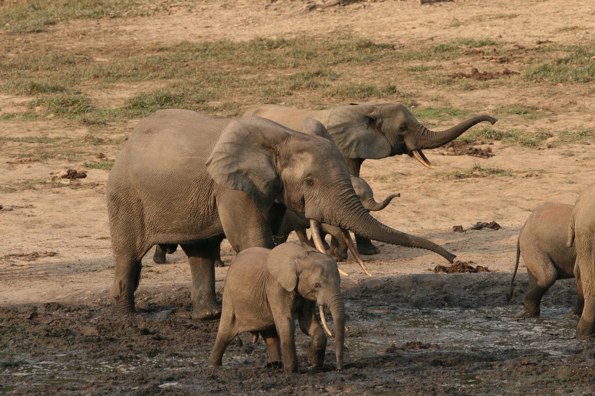 SecretaryJewell's tweet photo. Our kids shouldn't just see elephants in history books. We owe it to them to protect these animals. SJ #IvoryCrush http://t.co/wtEOxfYyyC