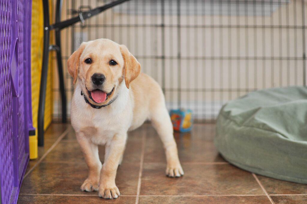 bestdogsinsight's tweet image. #GuideDogsofTexas #Freedom #Mobility #independence #Labradors #GoldenRetriever #BestDogsInSight