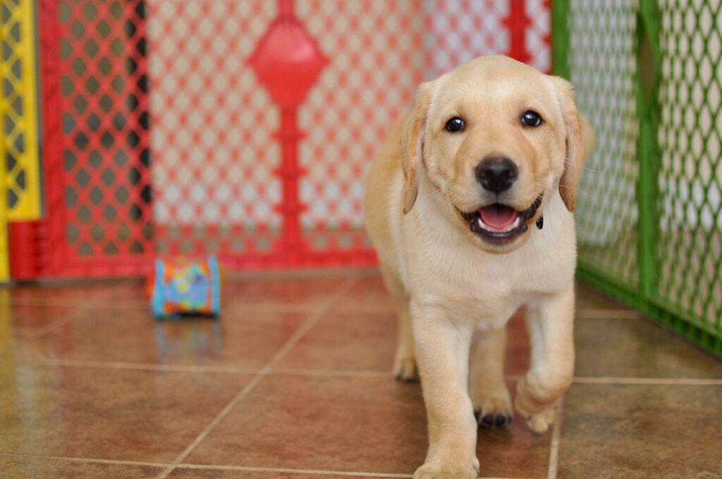 bestdogsinsight's tweet image. #GuideDogsofTexas #Freedom #Mobility #independence #Labradors #BestDogsInSight