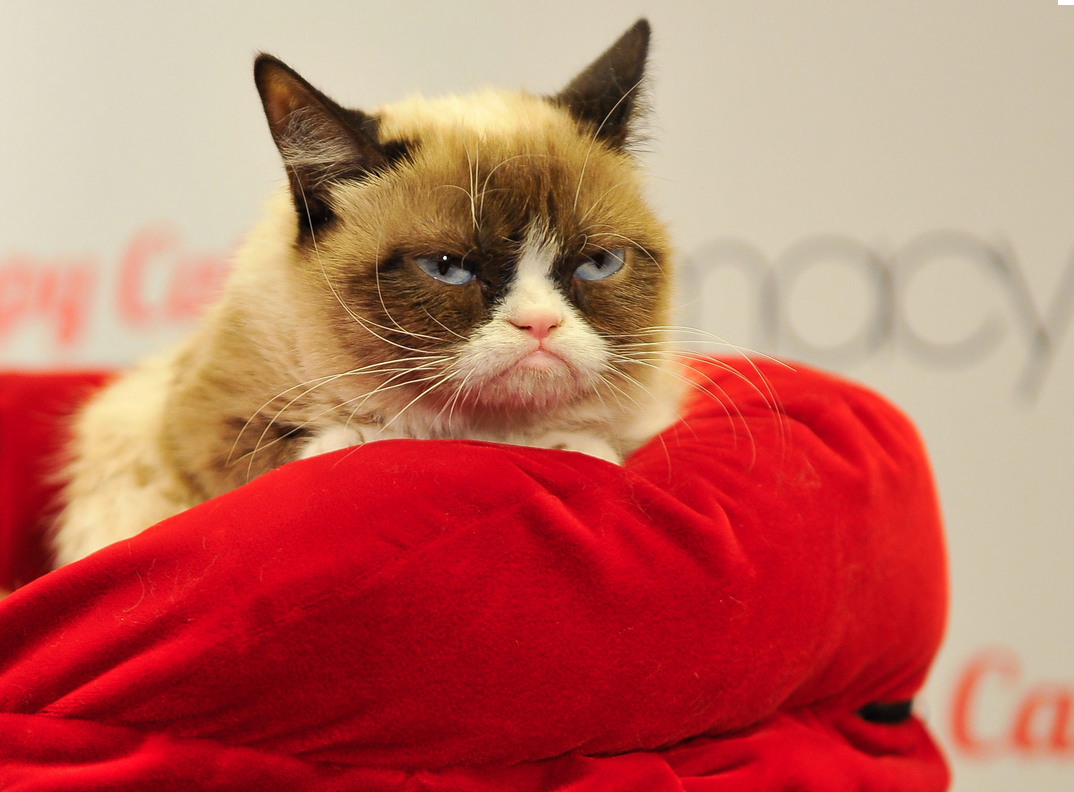 Me_jpmh's tweet photo. Good news everyone, watching cat videos can boost energy and focus: http://t.co/TstBlKJMDu (via @Independent) http://t.co/7Xb43Js6cJ