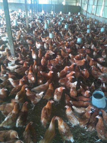 FarmsInnova's tweet photo. For sale!!!!....17wks (Point of lay)  ISA browns! From our reputable poultry farm. Place orders NOW! http://t.co/J0y8bCOQuw