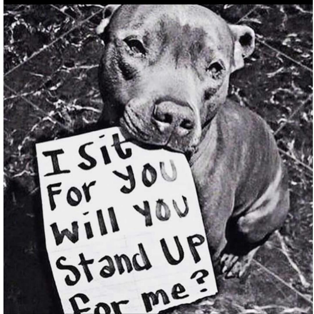 sidneyssladen's tweet photo. #stopyulin2015 please share spread the word and help #stopyulin2015 http://t.co/W0t2WXzzzo