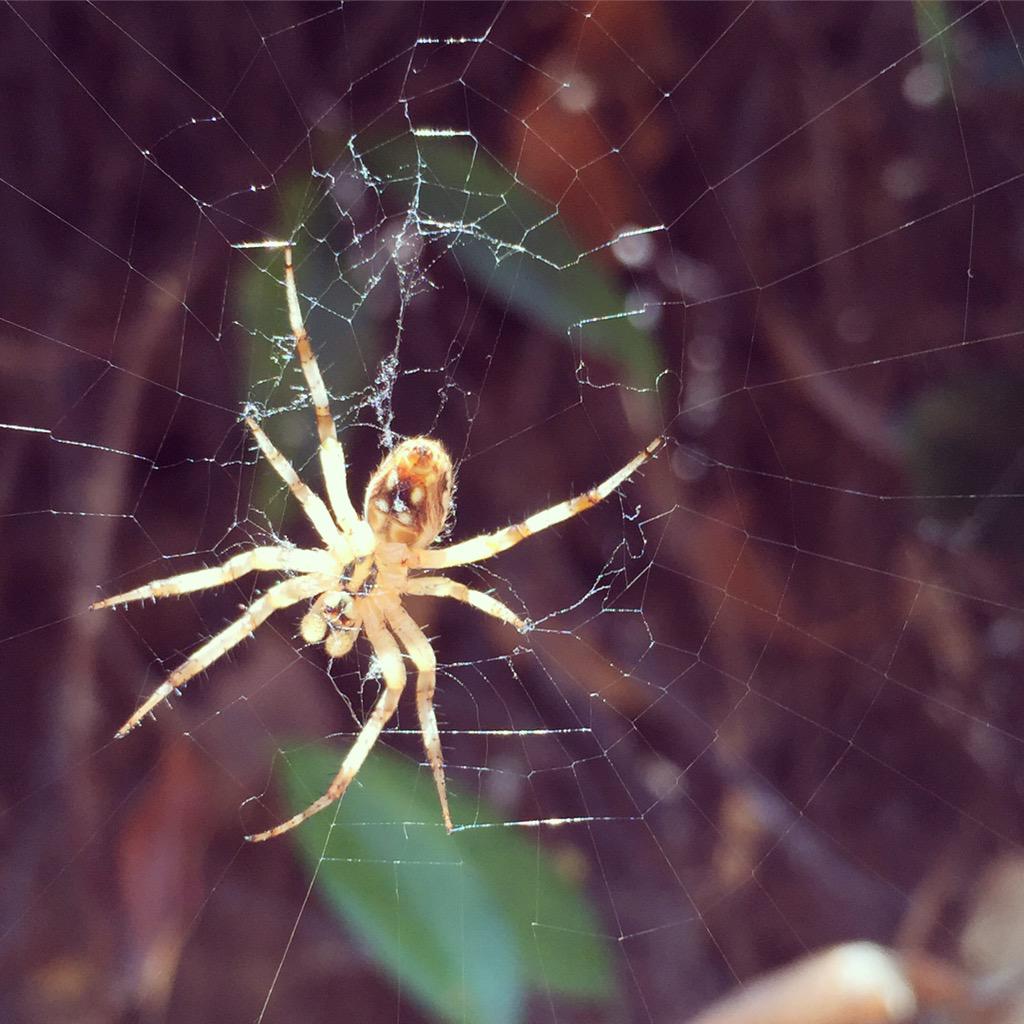 sketchshark's tweet photo. Lunch buddy. #crossorbweaver http://t.co/PrZMyyz02A