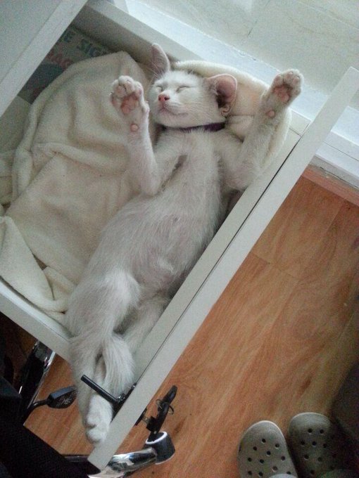 兩週前在公司附近撿回來的小貓現在已經養的白白胖胖了,十天吃掉差不多400RMB的貓糧……現在是公司的吉祥物~~ 