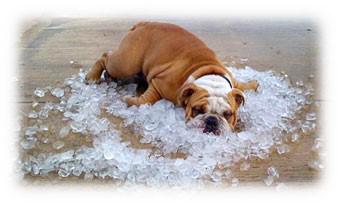 NipperSays's tweet photo. Summer is heating up fast! Learn more about signs of heat stress &amp; prevention in pets http://t.co/SVtmZpttIw http://t.co/AUZWcr2YNz