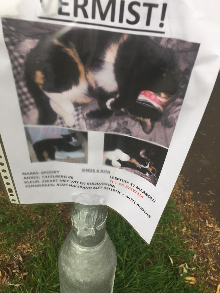 Helma44's tweet image. Poes vermist op Sterrenburg Dordrecht. 3 kleur, verdwijnen wel vaak. Delen aub! Hopen dat deze WEL terug komt.
