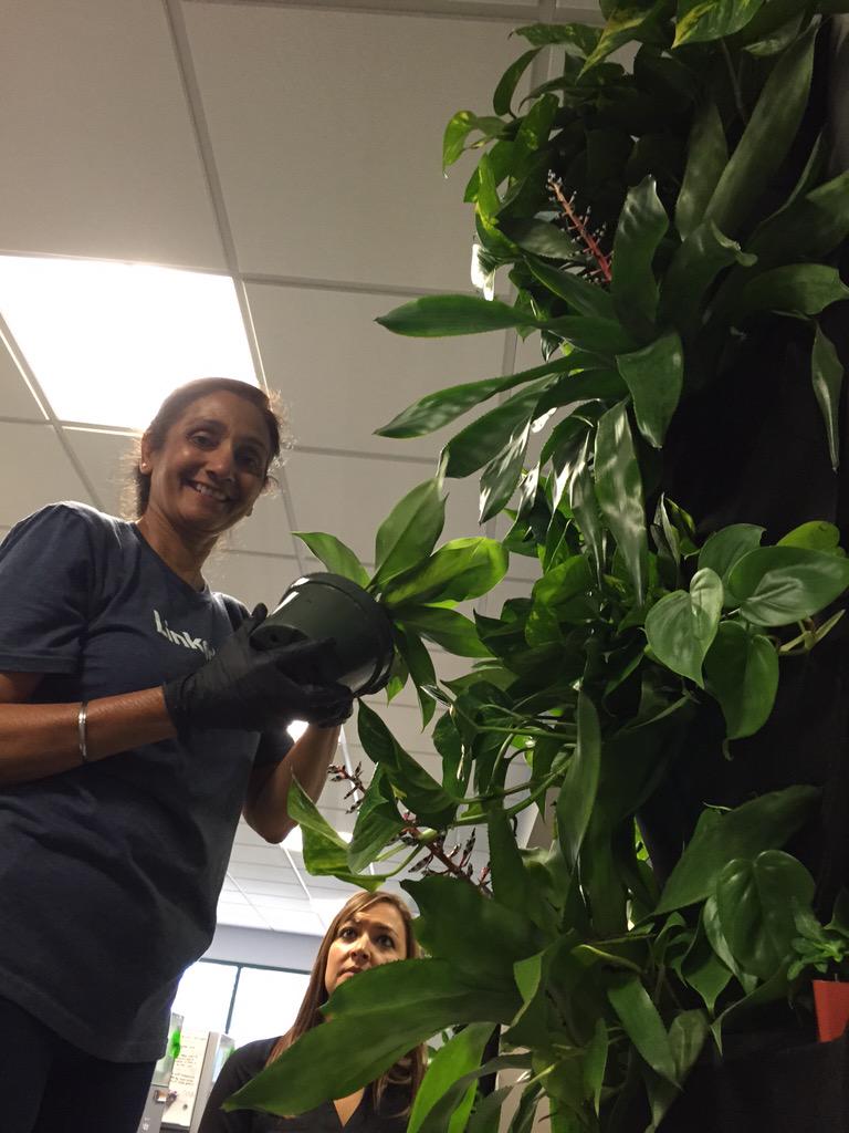 Vertical gardening in Bldg 8, carp. Go Gurinder! #linkedinlife #InDay