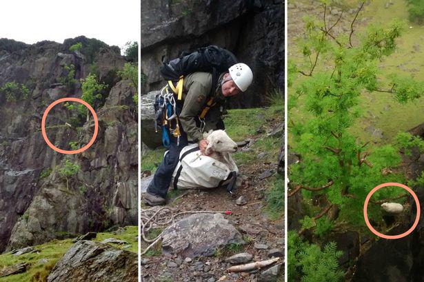WalesOnline's tweet photo. How did ewe get up there? Sheep rescued from slippery ledge 250ft up Snowdonia cliff http://t.co/gcyOaiiJON http://t.co/rai1oxABe4