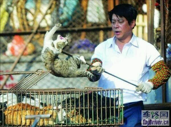 Кот томбили. Японский кот. Change org котята в китае. Китайская порода кошек. Песец на звероферме.