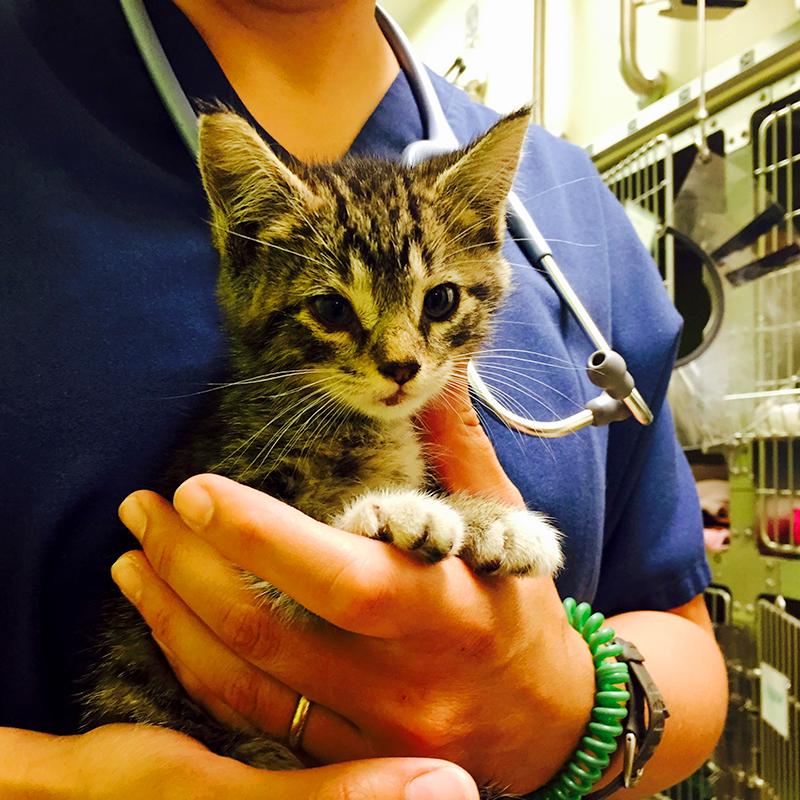 #Kitten rescued from St. John's bridge in #Portland is now safely with <a href="/MultCoPets/">Multnomah County Animal Services</a>. bit.ly/1GansgA #DoveLewis