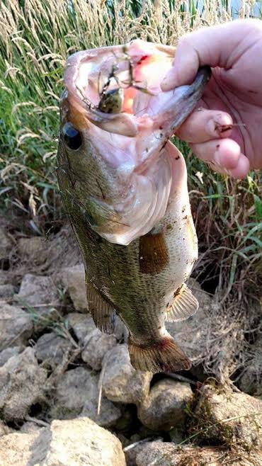 MuscatineIA's tweet image. @iowadnr 
#TwoPoundBeauty #IowaSummer #IowaFish