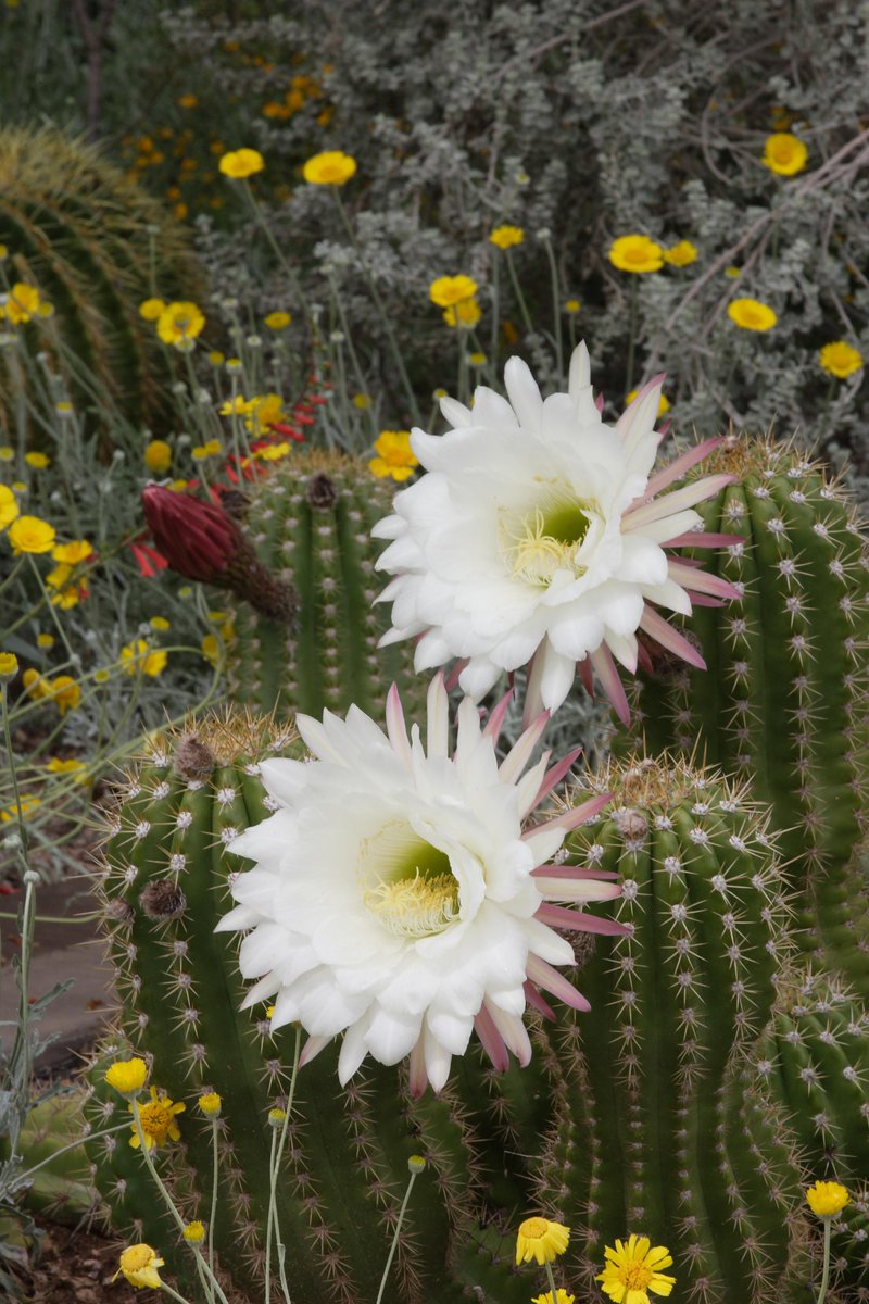 WUIW's tweet image. Want a low maintenance, beautiful garden? Find out how to save water outdoors in our video: buff.ly/1JoHeLo