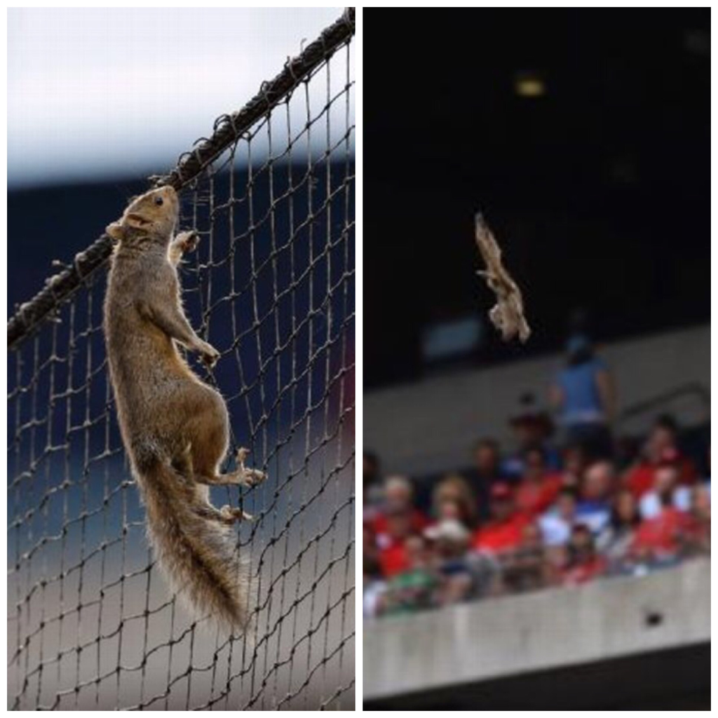 espn's tweet photo. A squirrel wowed the Cards-Phils crowd as a circus tightrope walker...then he fell. (He's OK!) http://t.co/CapXsPXGz1 http://t.co/OpP3tnFgrm