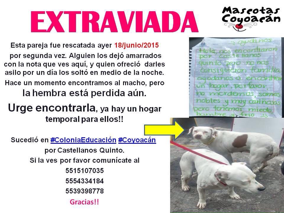 Mascotas Coyoacán 🐾 tweet media