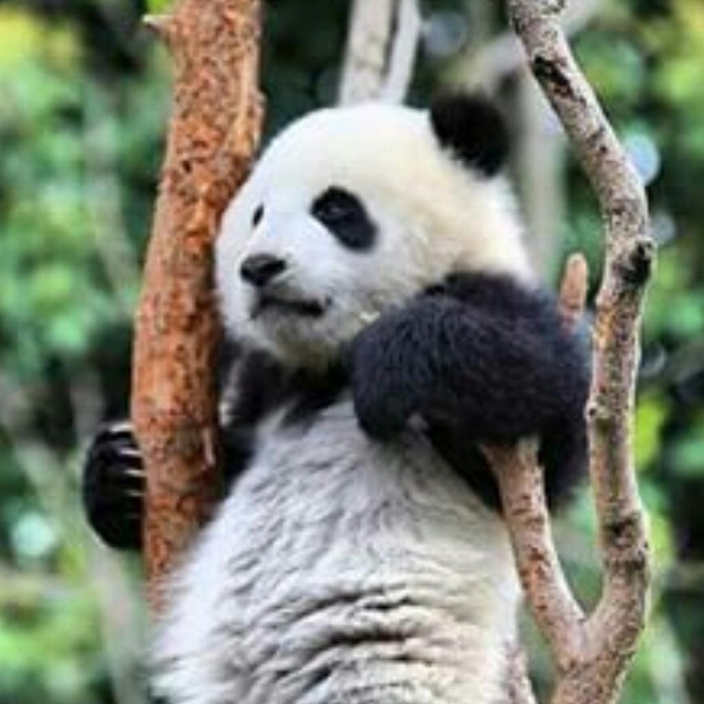 dwarfsiren's tweet image. #pandanight  seastars 
big and bright
come out tonight
it is pandanight
it all belongs 
to you and me