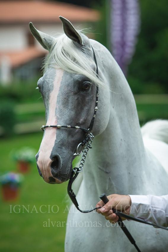 Alvar_Thomas's tweet photo. Arabes guapisimos #arabesco #Cantabria #Arabianhorse #Morphologic #horses #cheval #cavalli http://t.co/1m2VfXUKw3