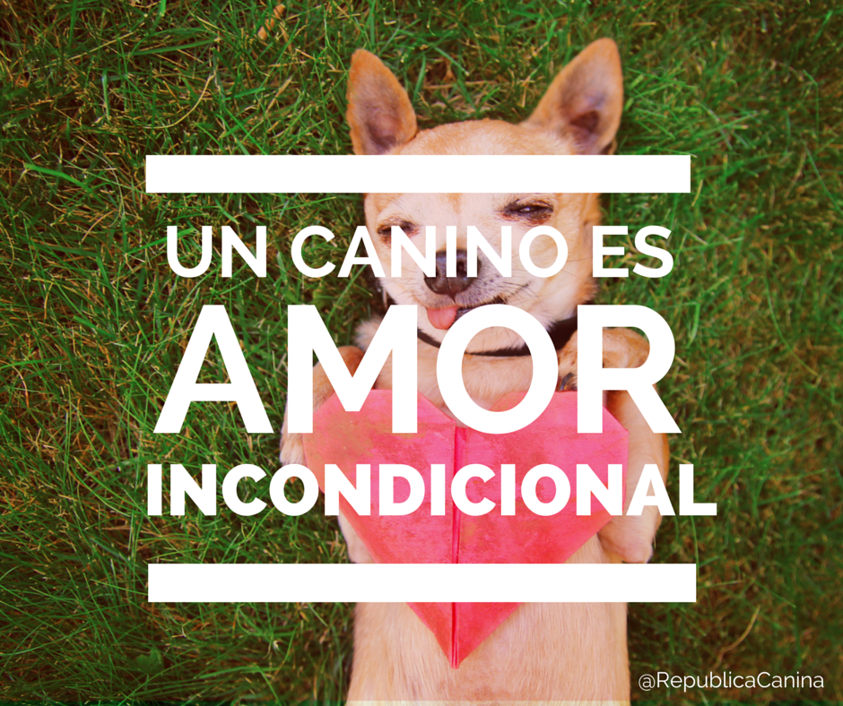 RepublicaCanina's tweet photo. #amomiperro #RepublicaCanina #cute #love http://t.co/JzKTZukY3c