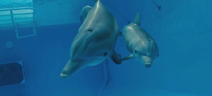 Just watching Dolphin Tale 2!