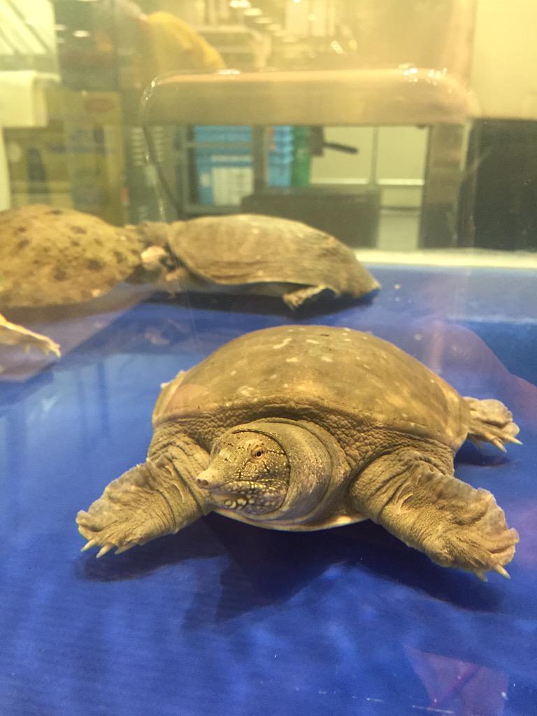 tanmonyphal's tweet image. Good morning everyone, have a nice weekend !