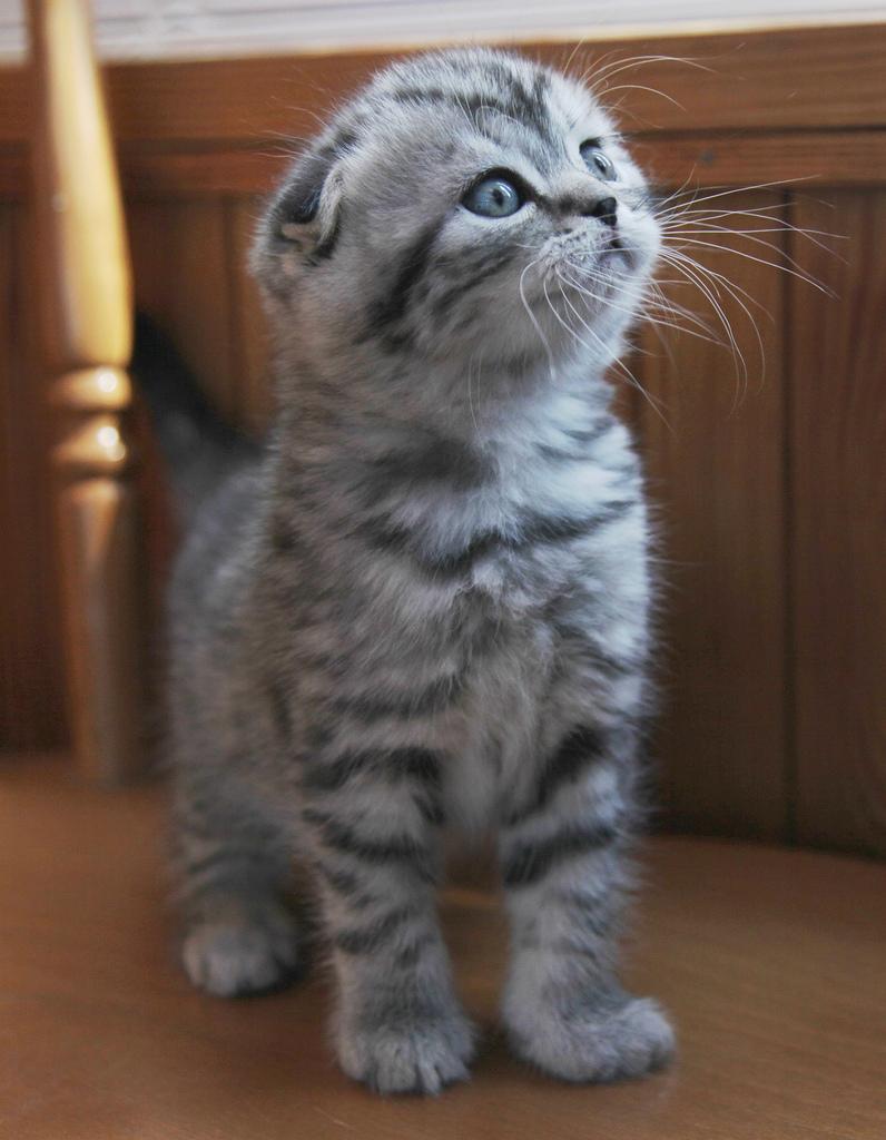 Benedicta_Bee's tweet photo. My next baby.  WILL PAY EVERYTHING!  #waunt #scottishfold http://t.co/FEUKUz7iF5