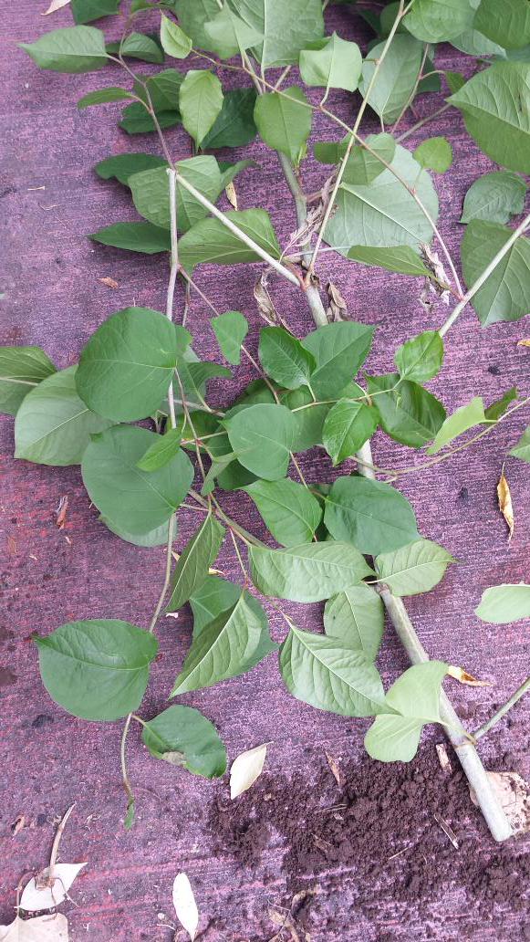 Taking Back My Yard....Anyone Know What This is Called