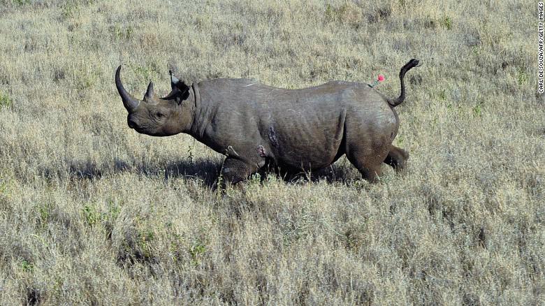 Global mass extinction may be happening, humans are likely culprit, new research suggests. cnn.it/1BCbb8a