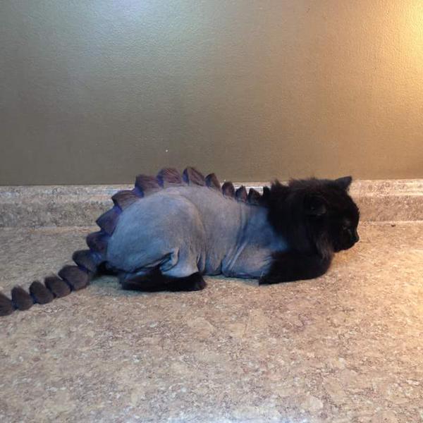 9GAG's tweet image. Hey... If you're going to shave a cat, this is how you do it.