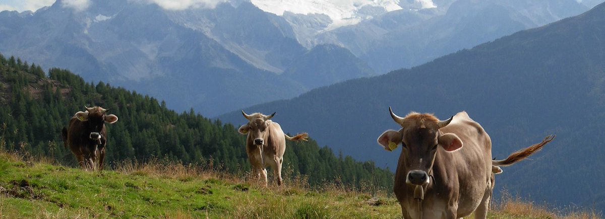 Hotelgranzebru's tweet photo. Le #mucche sono partite per le vacanze estive in  #malga e noi vi aspettiamo per andare a trovarle ... http://t.co/TEFDhPhLtg