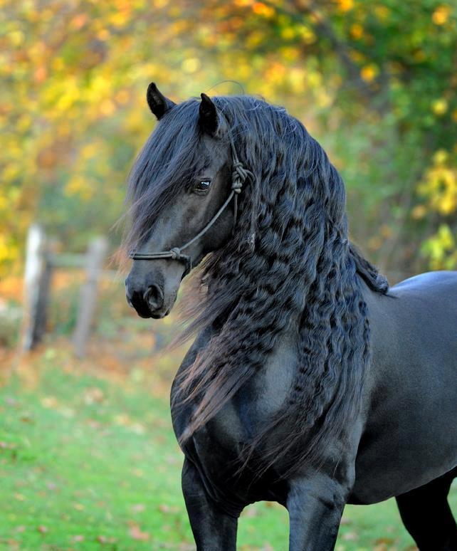 copet2020's tweet image. awesome horse