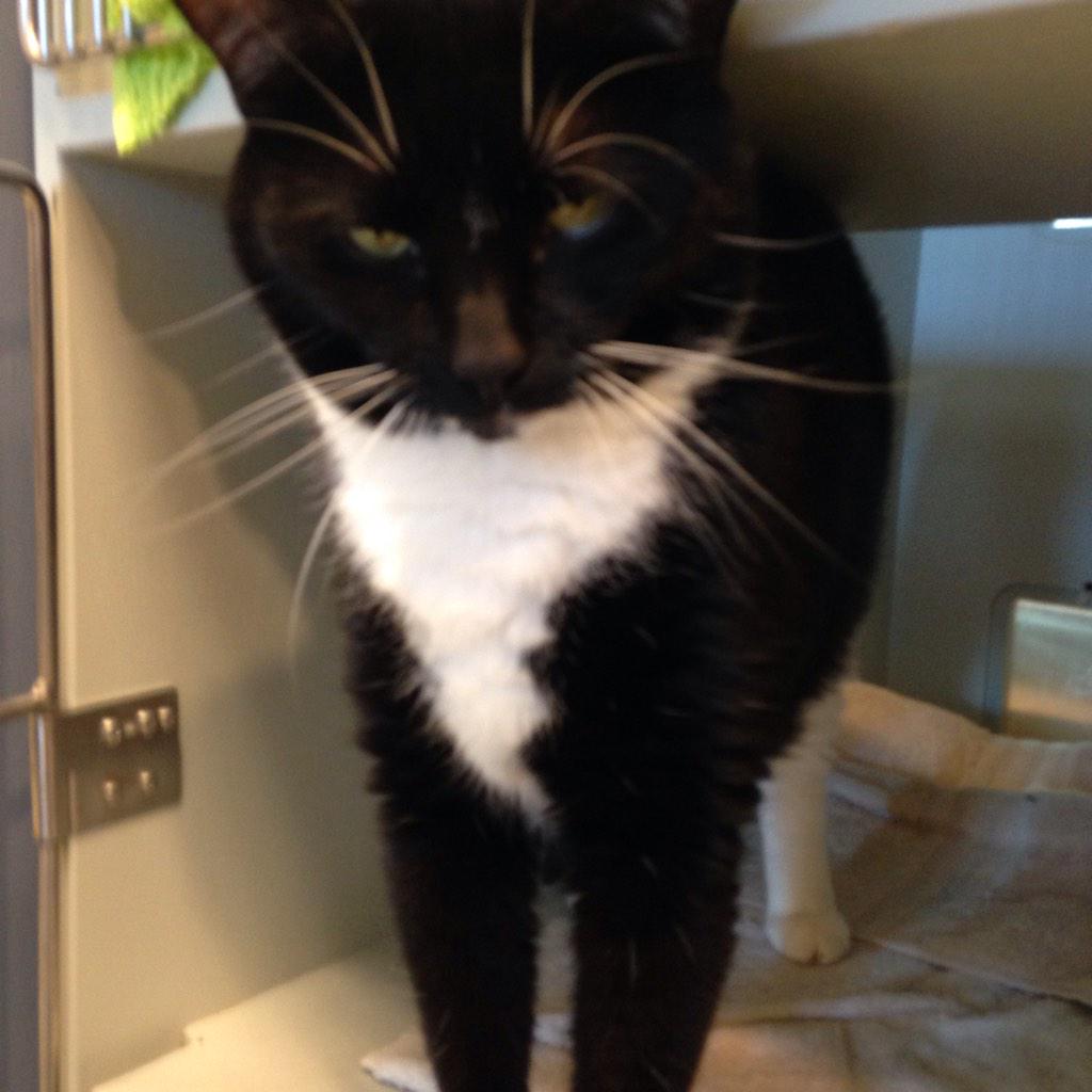 MspcaAngell's tweet photo. RT @AnimalPlanet: Madonna is looking for her forever home at #R2PB @MspcaAngell. Come meet her before 4pm! http://t.co/2gVjD5hzE4