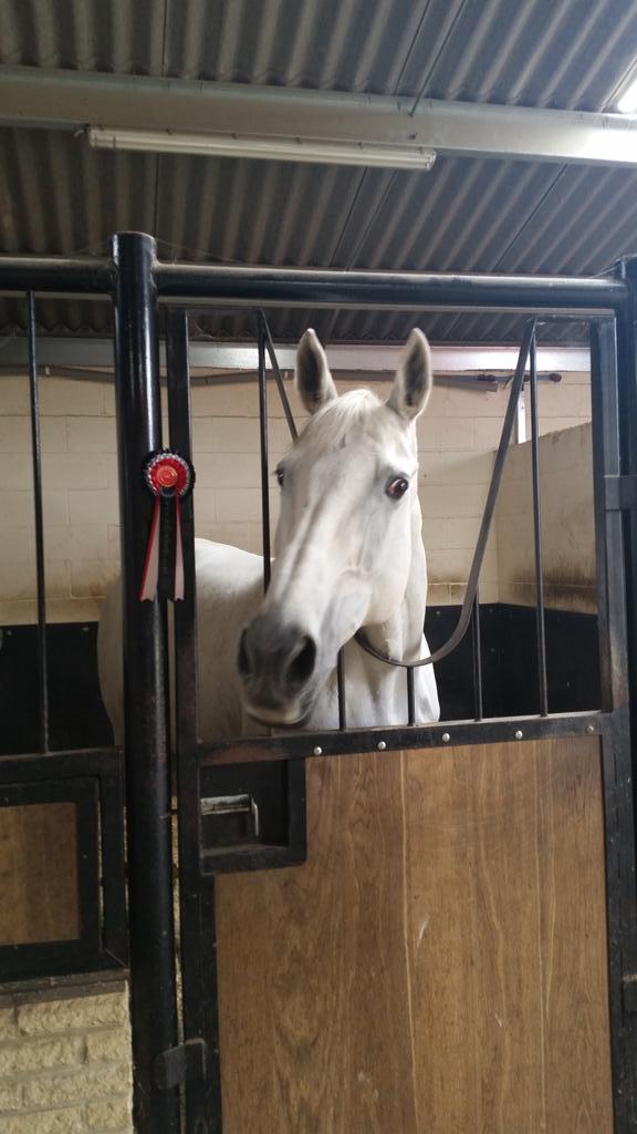 Our very own Sophie Richmond and Flip winning the British Novice today.Ready for the 2nd round tomorrow #WINNER 🏆