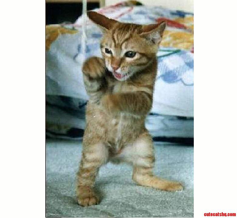onlymetony's tweet photo. @FightOwensFight I accept your open NXT title challenge! #JustBringIt #FightOwensFight #WWE #meow #CraftyKitty #grr http://t.co/bQxUnNf8lt